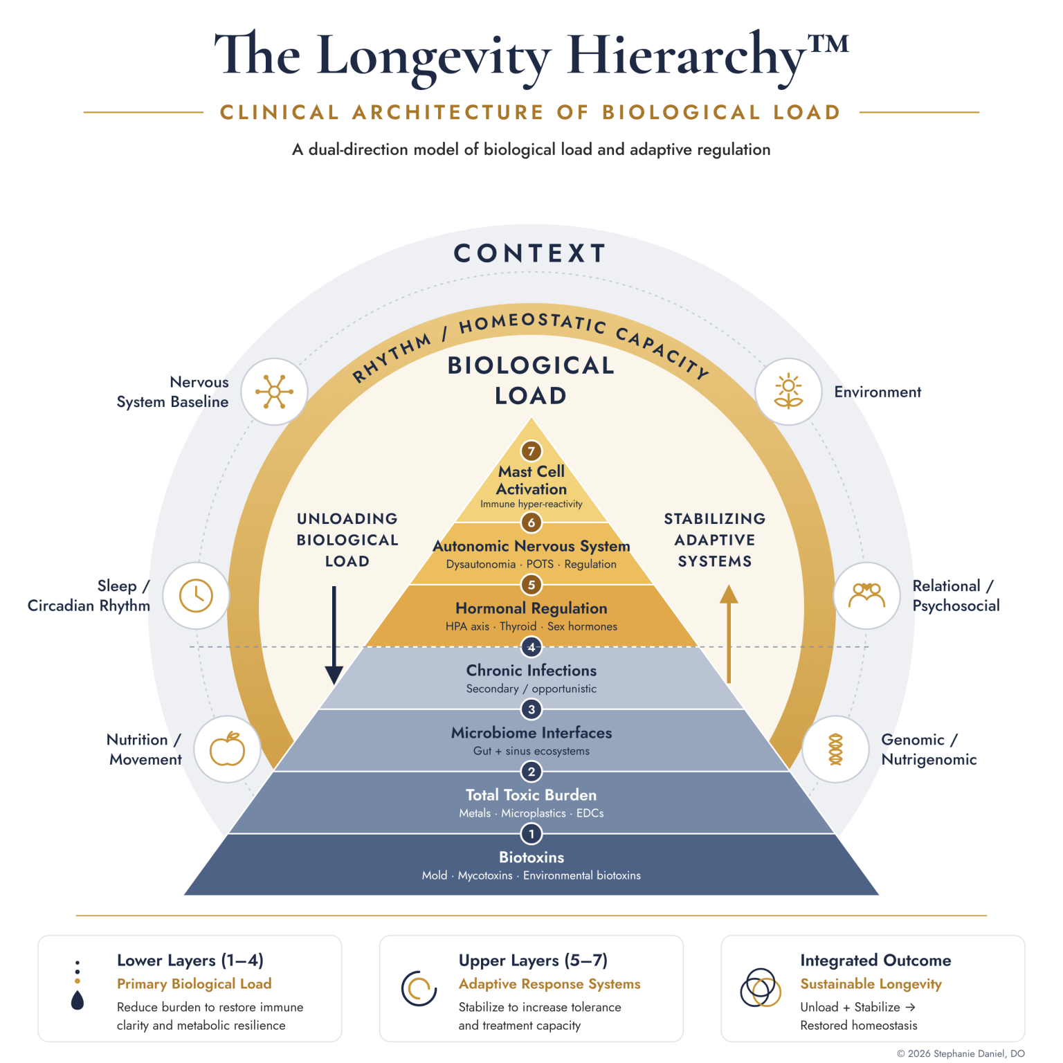 The Longevity Hierarchy, showing seven layers of biological load and adaptive response systems with dual-direction arrows for unloading biological load and stabilizing adaptive systems.